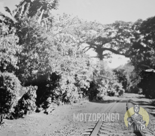 La histórica ceiba conocida como "La pochota" sembrada por el mismo Porfirio Díaz, paso obligado de los viajes en tren en el siglo pasado.