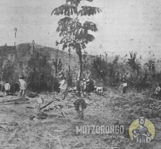 Corte de caña de azúcar en los límites de Motzorongo para la nueva empresa "The Motzorogo Company".