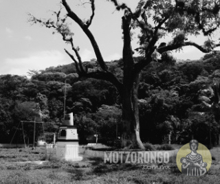 El histórico cedro del parque infantil "Luis Calderón".