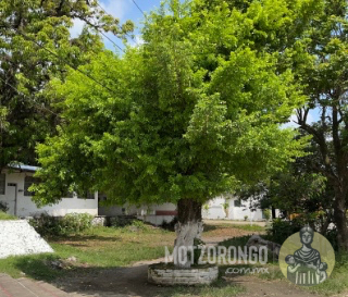 Árbol de cuajilote en la entrada del Campo Deportivo.